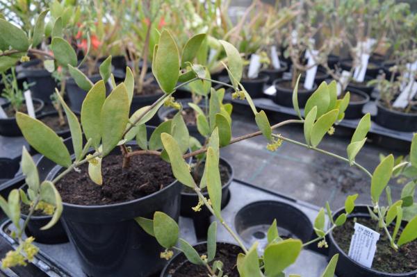 Jojoba (Pflanze)
